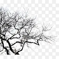 ��֦ѩ��-������