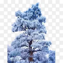 ��ѩ����-������