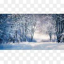 ������Ӱɭ�ֶ���ĺ����ϳ�-������