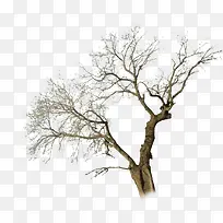 ������Ӱ�������ľ-������