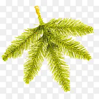 ʥ����װ����Ҷ-������