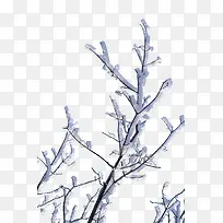 树枝-空若网 树枝-空若网