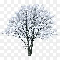 高清冬季雪花大树-空若网 高清冬季雪花大树-空若网