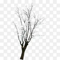 高清白色雪花树枝-空若网 高清白色雪花树枝-空若网