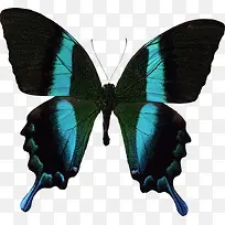 蝴蝶标本-空若网 蝴蝶标本-空若网