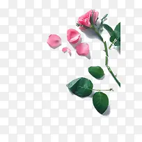 高清摄影艺术粉红色的玫瑰花-空若网 高清摄影艺术粉红色的玫瑰花-空若网