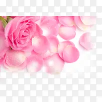 ������Ӱ�ۺ�ɫ��õ�廨-������