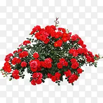 ��ɫõ�廨���崴����Ӱ-������