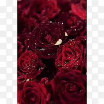 玫瑰花红色玫瑰爱情浪漫-空若网 玫瑰花红色玫瑰爱情浪漫-空若网