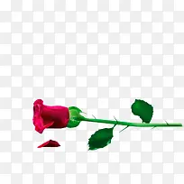 红玫瑰-空若网 红玫瑰-空若网