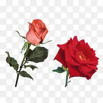 实物玫瑰-空若网 实物玫瑰-空若网