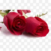 玫瑰-空若网 玫瑰-空若网