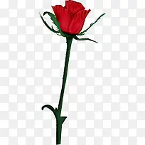 ��ɫ��ͨõ�尮��-������