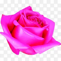 枚红色玫瑰七夕插画-空若网 枚红色玫瑰七夕插画-空若网