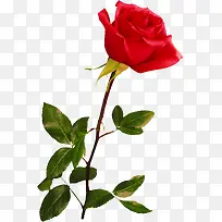 红色玫瑰爱情婚庆-空若网 红色玫瑰爱情婚庆-空若网