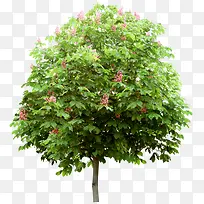 大树-空若网 大树-空若网