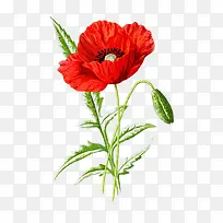 һ���컨����ز�-������