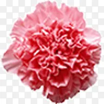 可爱的大红花-空若网 可爱的大红花-空若网