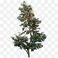 高清摄影红色的花卉大树-空若网 高清摄影红色的花卉大树-空若网