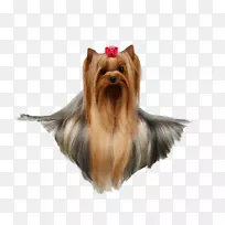 约克郡猎犬澳大利亚丝绸猎犬边境牧羊犬约克犬-空若网 约克郡猎犬澳大利亚丝绸猎犬边境牧羊犬约克犬-空若网