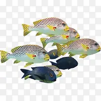 海底动物-空若网 海底动物-空若网