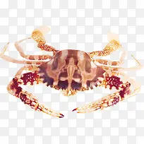 海底动物-空若网 海底动物-空若网