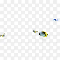 鱼 彩色-空若网 鱼 彩色-空若网