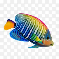 ��ɫ��-������