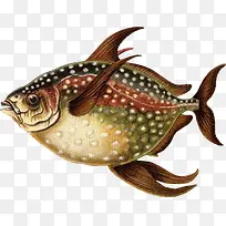 ��Ĳ廭-������