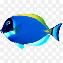 海底动物-空若网 海底动物-空若网