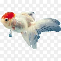 海底动物-空若网 海底动物-空若网