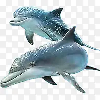 海底动物-空若网 海底动物-空若网