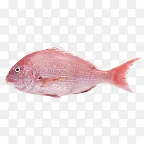 海鲜鱼-空若网 海鲜鱼-空若网