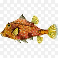 手绘鱼-空若网 手绘鱼-空若网