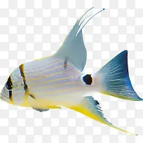 海底动物-空若网 海底动物-空若网