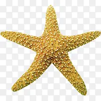 海底动物-空若网 海底动物-空若网