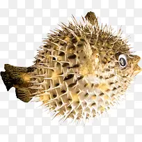 海底动物-空若网 海底动物-空若网