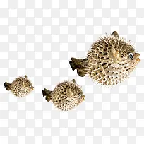 海底动物-空若网 海底动物-空若网