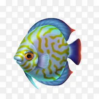 手绘鱼-空若网 手绘鱼-空若网