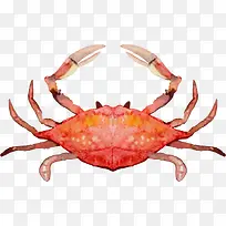 手绘海洋生物螃蟹-空若网 手绘海洋生物螃蟹-空若网