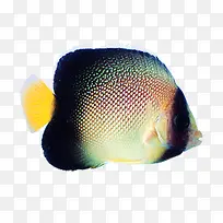 ��ɫ�ȴ���-������