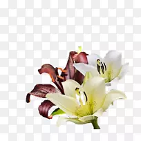 百合花红白葡萄酒和红百合图片-空若网 百合花红白葡萄酒和红百合图片-空若网