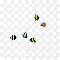 彩色热带鱼-空若网 彩色热带鱼-空若网