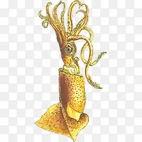 鱿鱼插画-空若网 鱿鱼插画-空若网