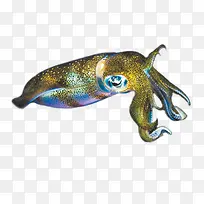 鱿鱼-空若网 鱿鱼-空若网