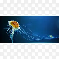 动物蓝色背景-空若网 动物蓝色背景-空若网