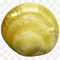 餐具.贝壳-空若网 餐具.贝壳-空若网