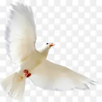 可爱模糊白鸽造型-空若网 可爱模糊白鸽造型-空若网