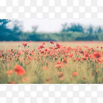 模糊的绿树红色小花-空若网 模糊的绿树红色小花-空若网