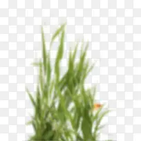 模糊背景绿草-空若网 模糊背景绿草-空若网